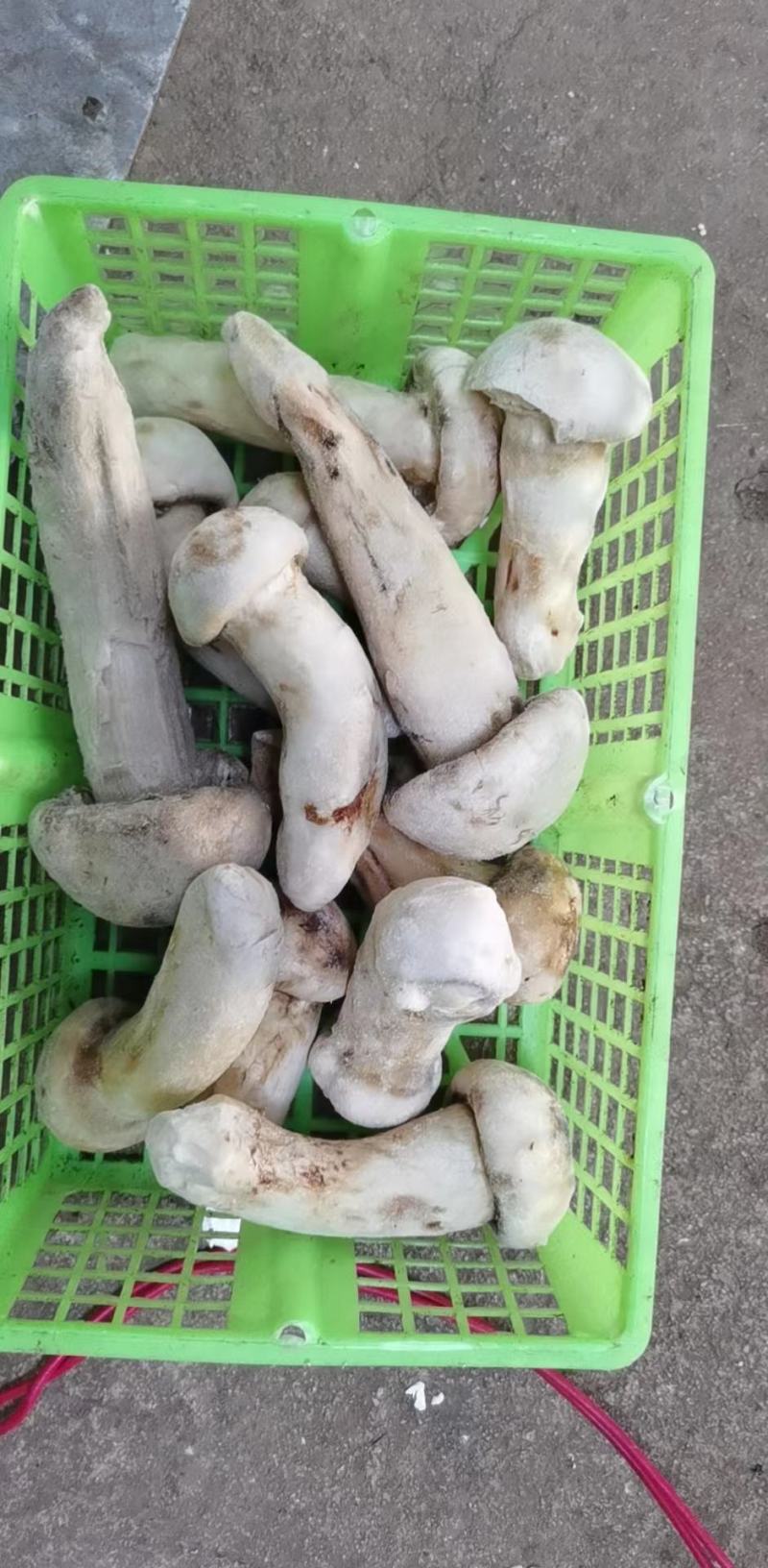高品质松茸冻干条盒装，产地直发，量大从优
