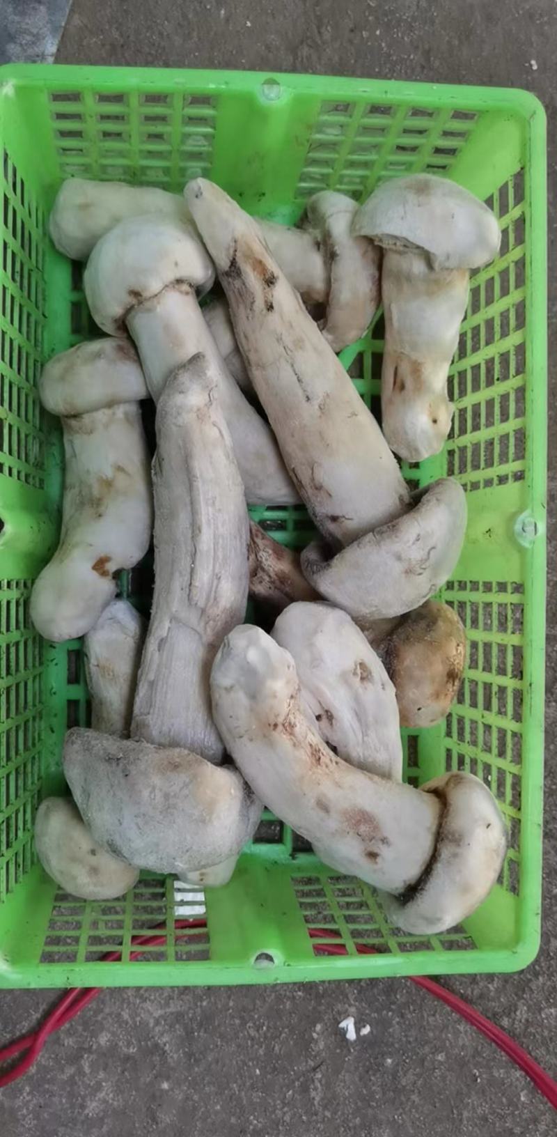 高品质松茸冻干条盒装，产地直发，量大从优