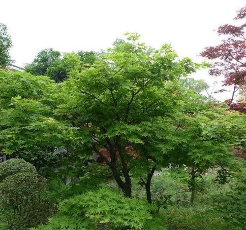 黄金枫青枫种子红枫树种子美国红枫种子日本红枫种子