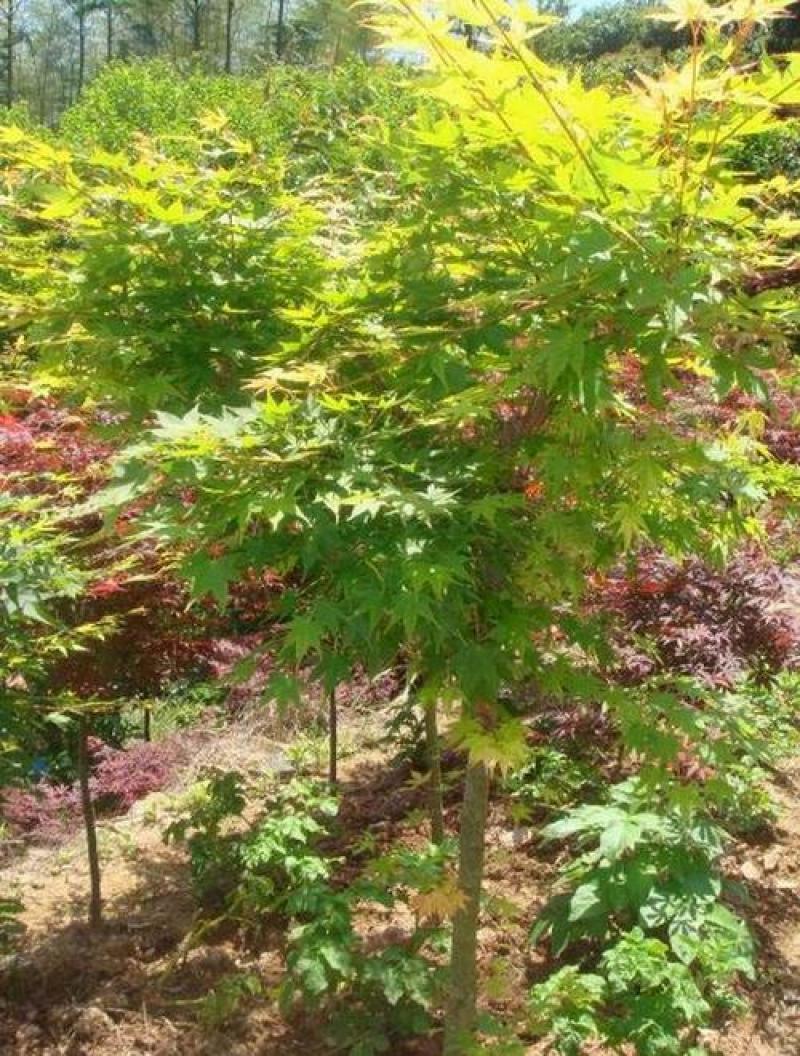 黄金枫青枫种子红枫树种子美国红枫种子日本红枫种子