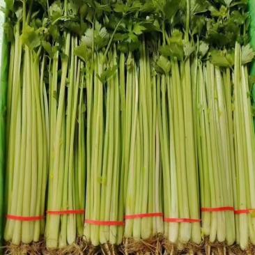 精品香芹提供装袋，装箱，量大从优，保证质量，