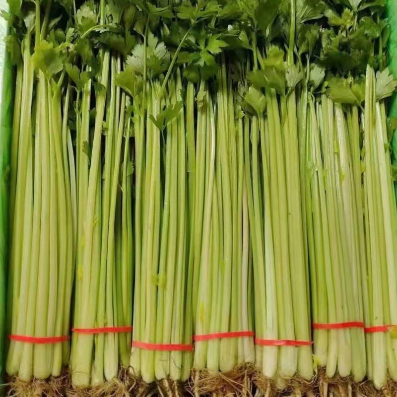 精品香芹提供装袋，装箱，量大从优，保证质量，
