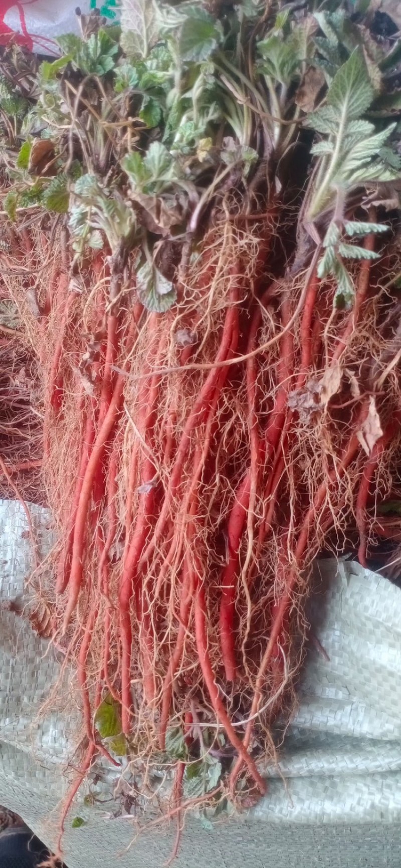 基地直供现挖现发优质丹参苗，量大从优需要的老板一亩田联系