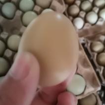 七彩山鸡蛋价格
