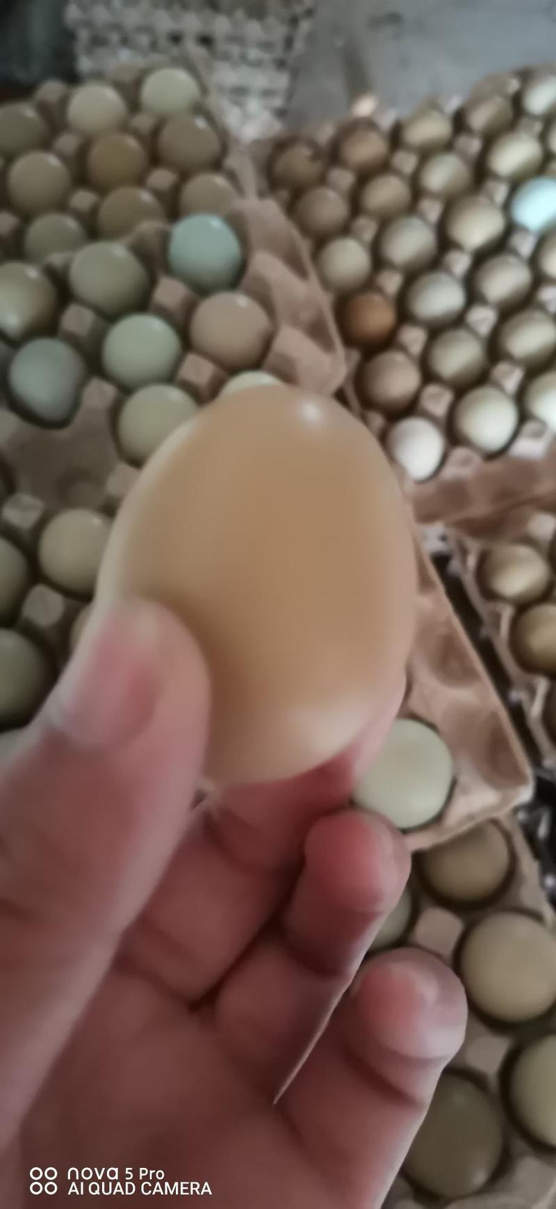 七彩山鸡蛋价格优惠
