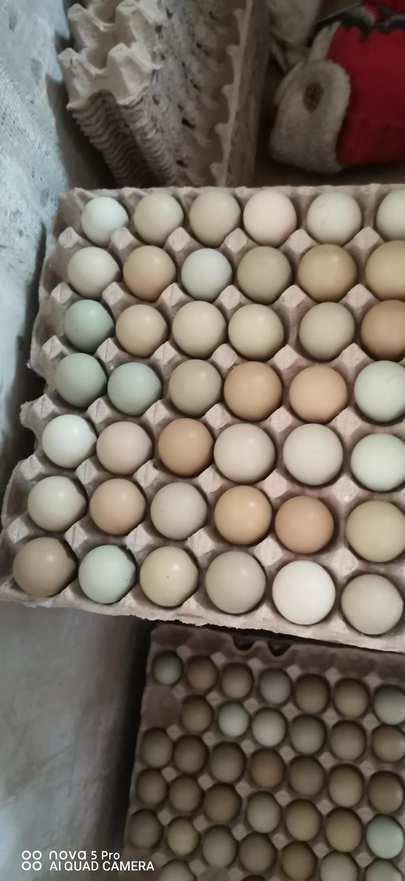 七彩山鸡蛋价格优惠