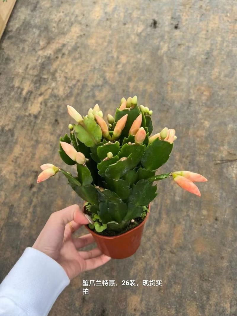 蟹爪兰混色一箱26盆装一盆5.5实物实拍图发货标准参考如