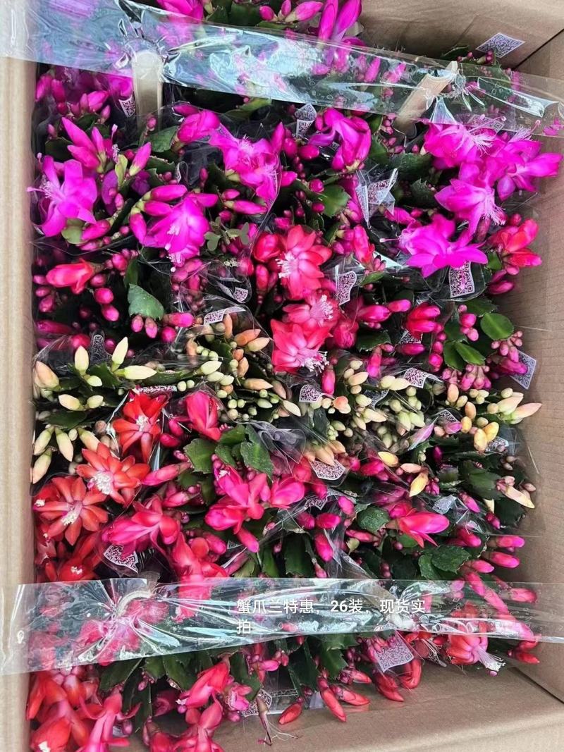 蟹爪兰混色一箱26盆装一盆5.5实物实拍图发货标准参考如