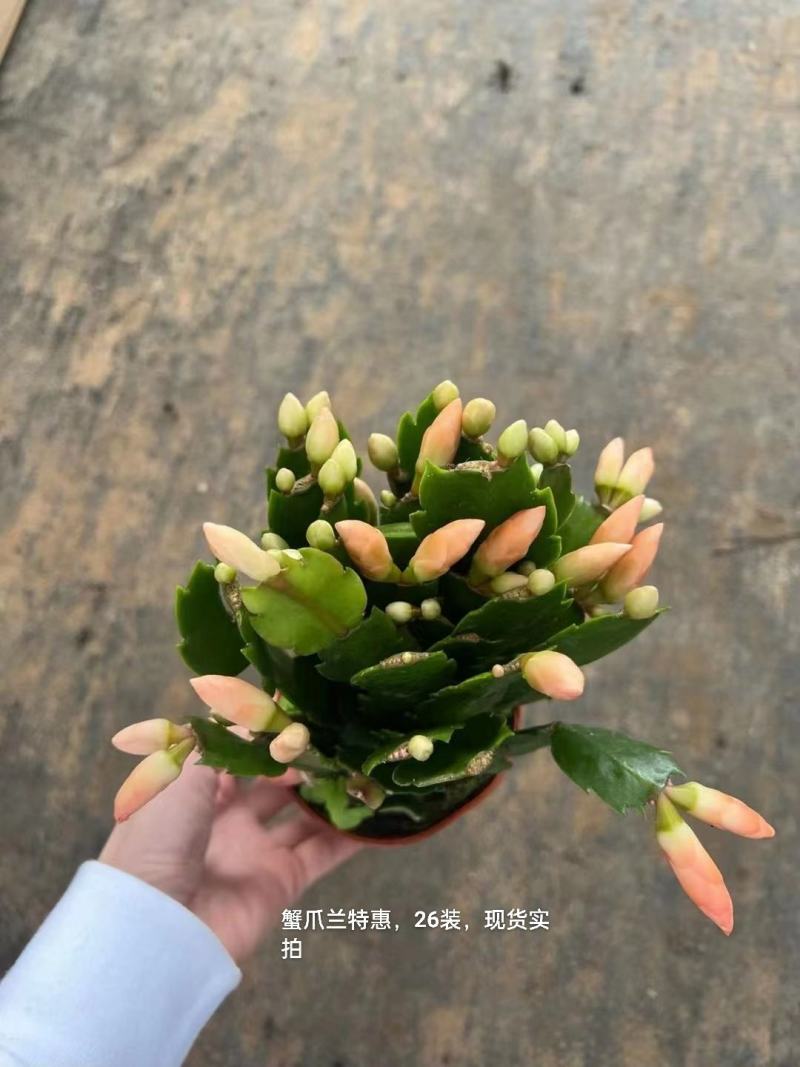 蟹爪兰混色一箱26盆装一盆5.5实物实拍图发货标准参考如