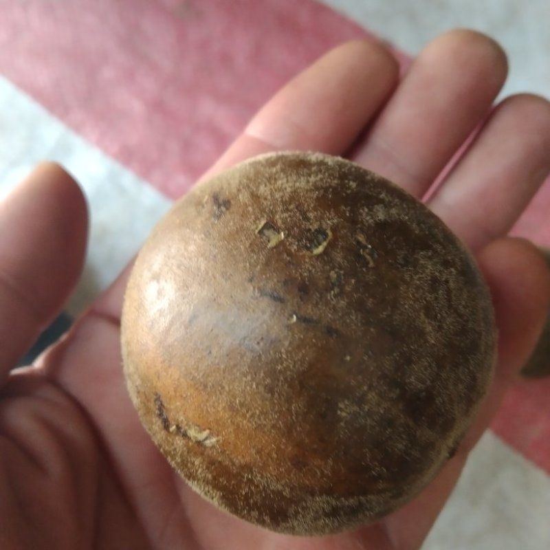 广西永福罗汉果今年新货大量上市大中小各规格齐全