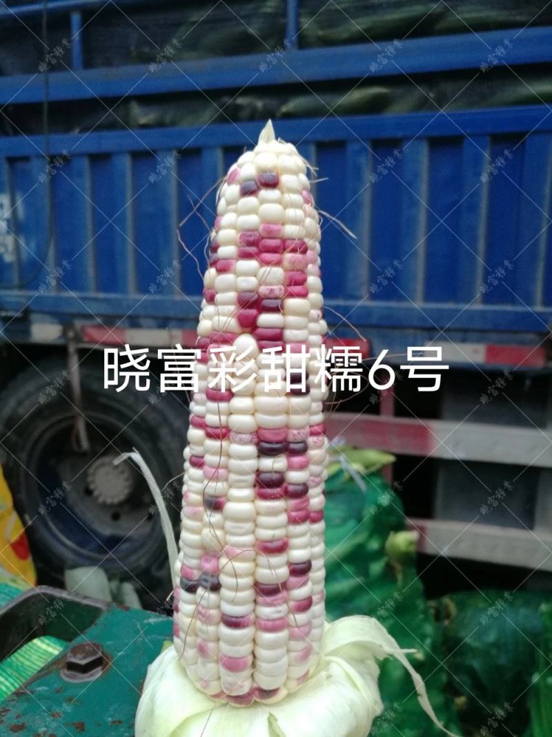 色泽靓丽甜糯好吃国审彩玉米种子彩甜糯6号玉米种子