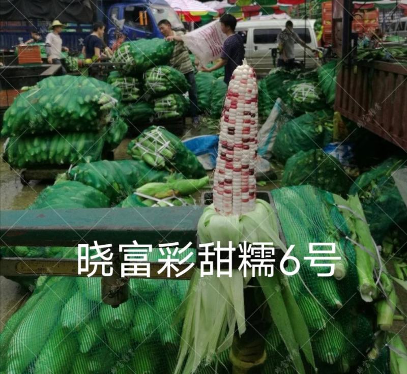 色泽靓丽甜糯好吃国审彩玉米种子彩甜糯6号玉米种子