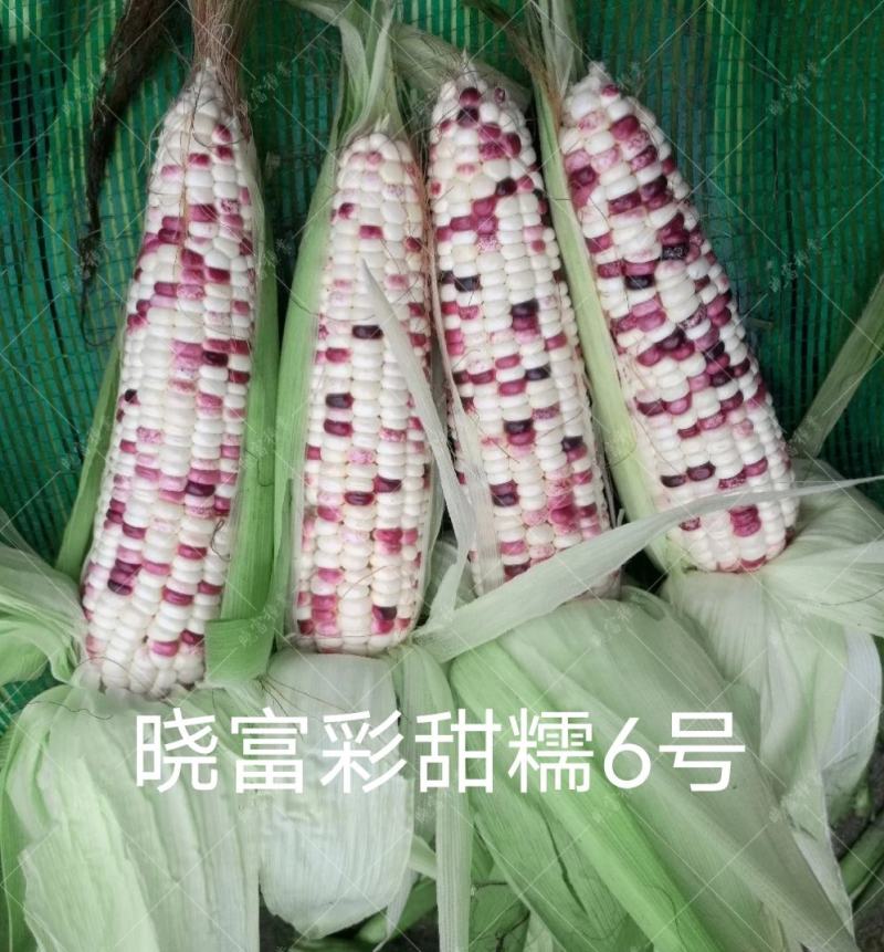色泽靓丽甜糯好吃国审彩玉米种子彩甜糯6号玉米种子