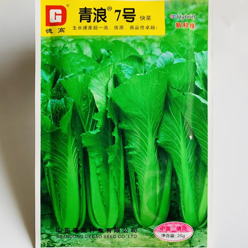 德高青浪7号快菜种子耐低温小青菜种子无刺毛可做苗菜栽培