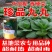 耐热耐雨珍品九九青梗菜种子蔬菜种子四季播种夏季青菜种子