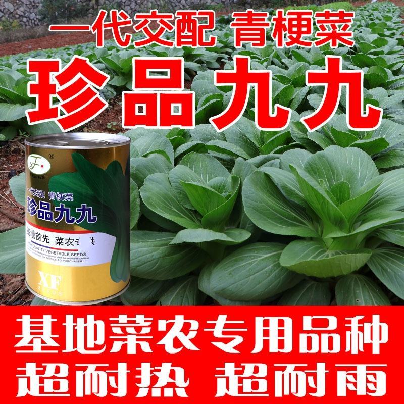 耐热耐雨珍品九九青梗菜种子蔬菜种子四季播种夏季青菜种子