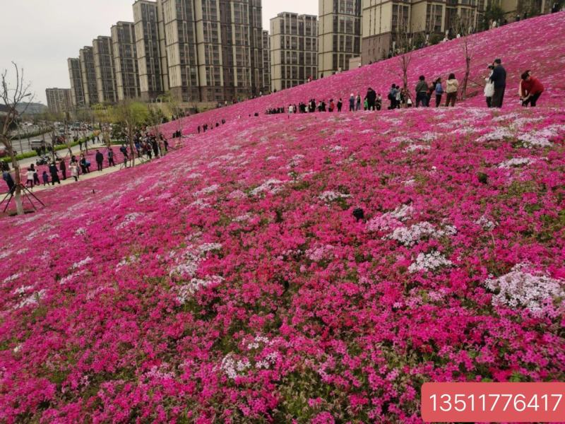 芝樱花苗丛生福禄考苗多年生四季常绿化草坪春秋爆花耐寒地被