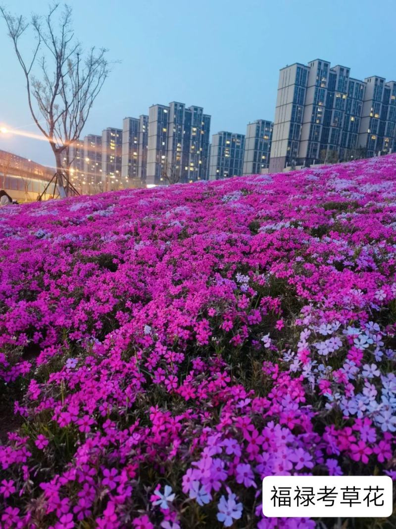 芝樱花苗丛生福禄考苗多年生四季常绿化草坪春秋爆花耐寒地被