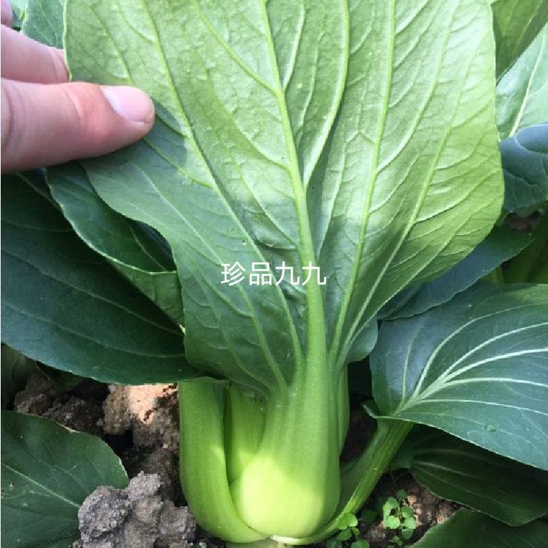 耐热耐雨珍品九九青梗菜种子蔬菜种子四季播种夏季青菜种子