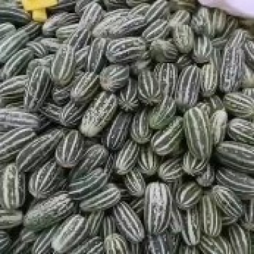 山东喻屯博洋甜瓜上市了