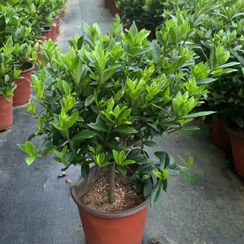 出售栀子花盆栽20w盆