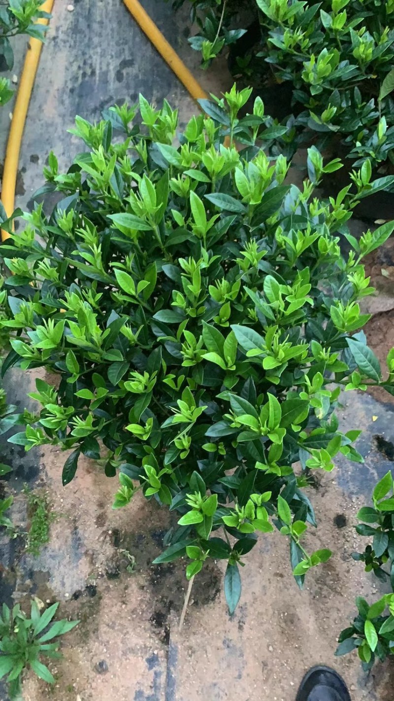 出售栀子花盆栽20w盆