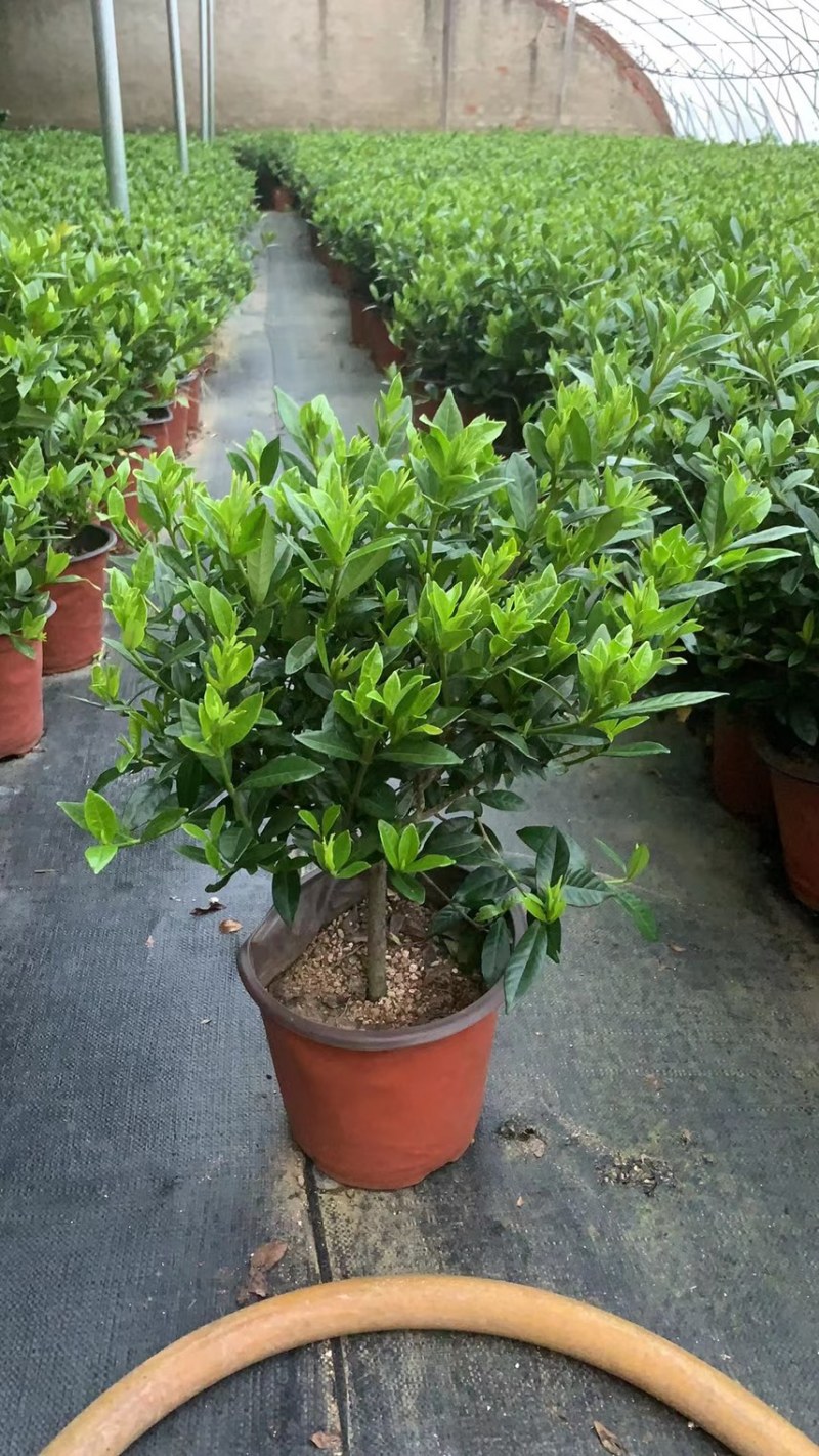 出售栀子花盆栽20w盆