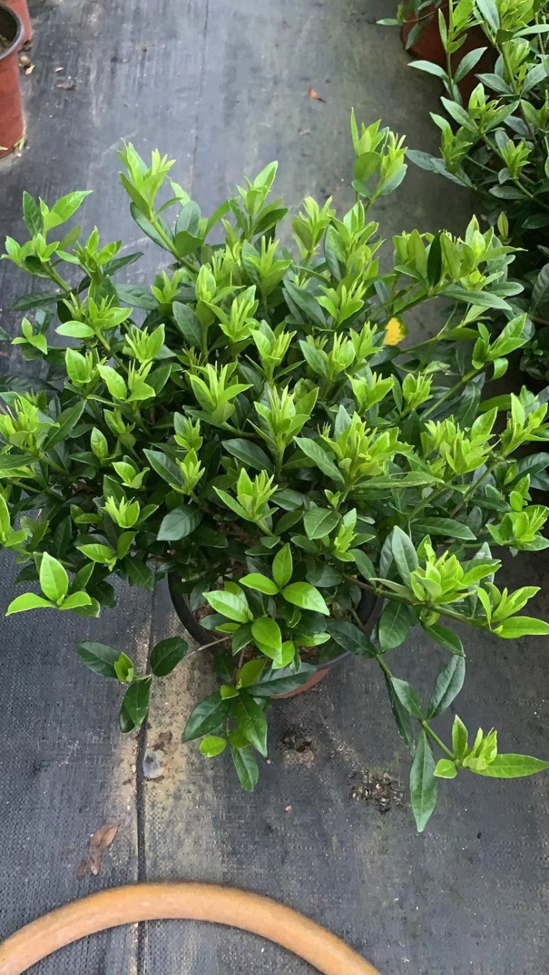 出售栀子花盆栽20w盆