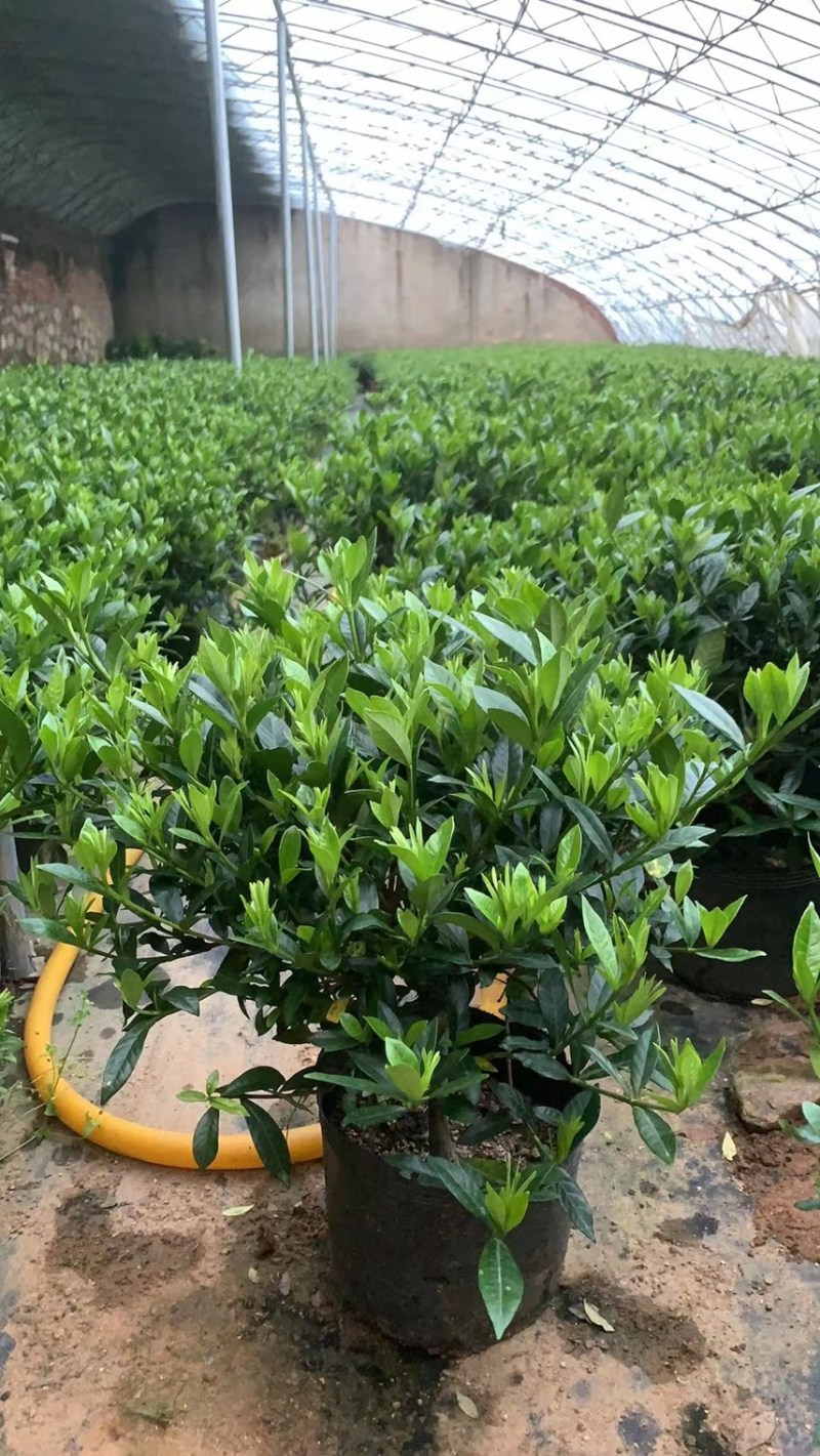 出售栀子花盆栽20w盆