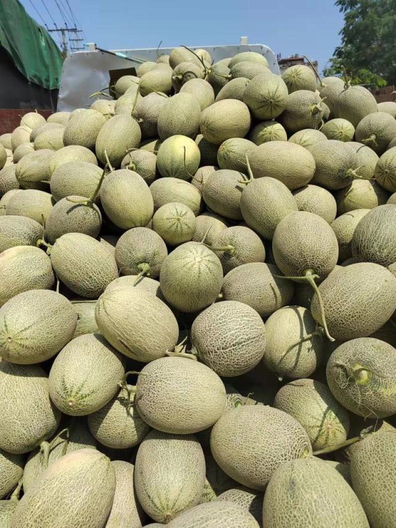 精品海南哈密瓜大量上市产地直销质量上乘全国发货