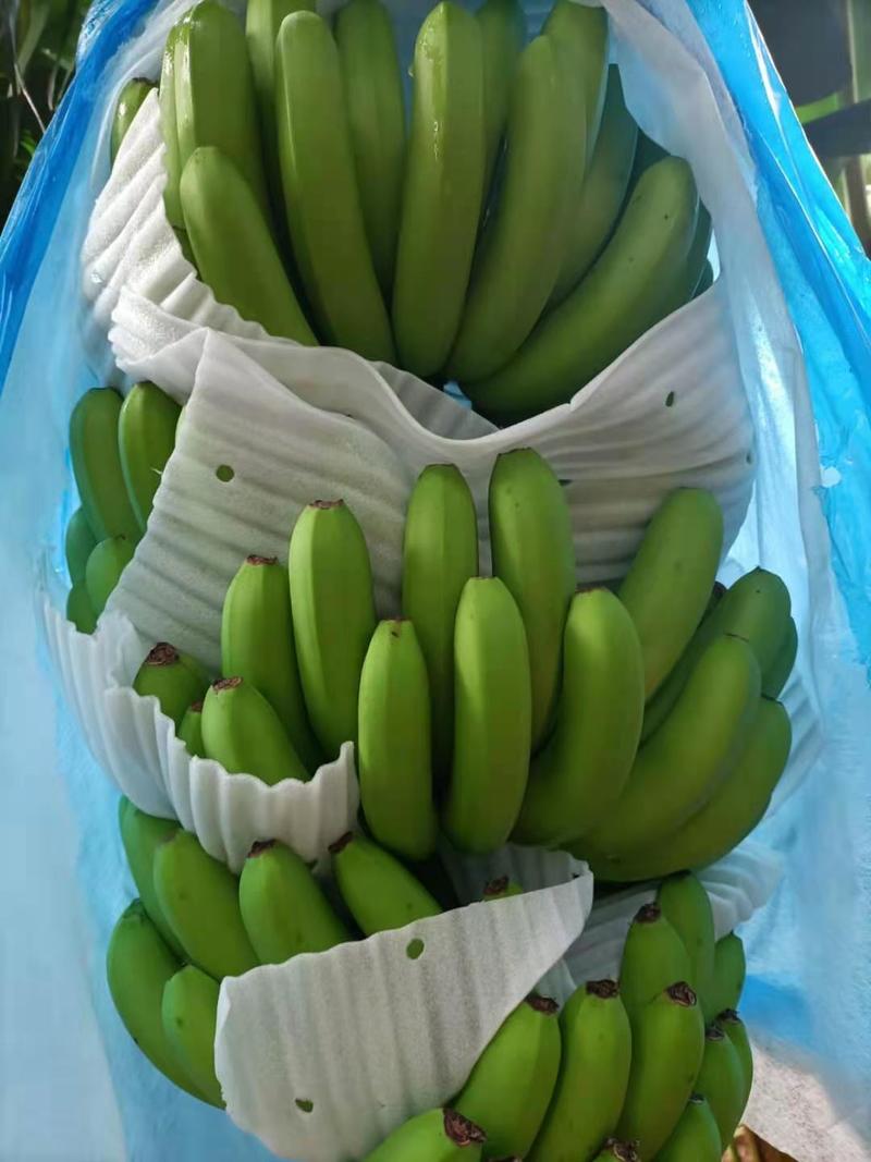 广东省湛江遂溪香蕉巴西香蕉大量有货上市欢迎各位老板