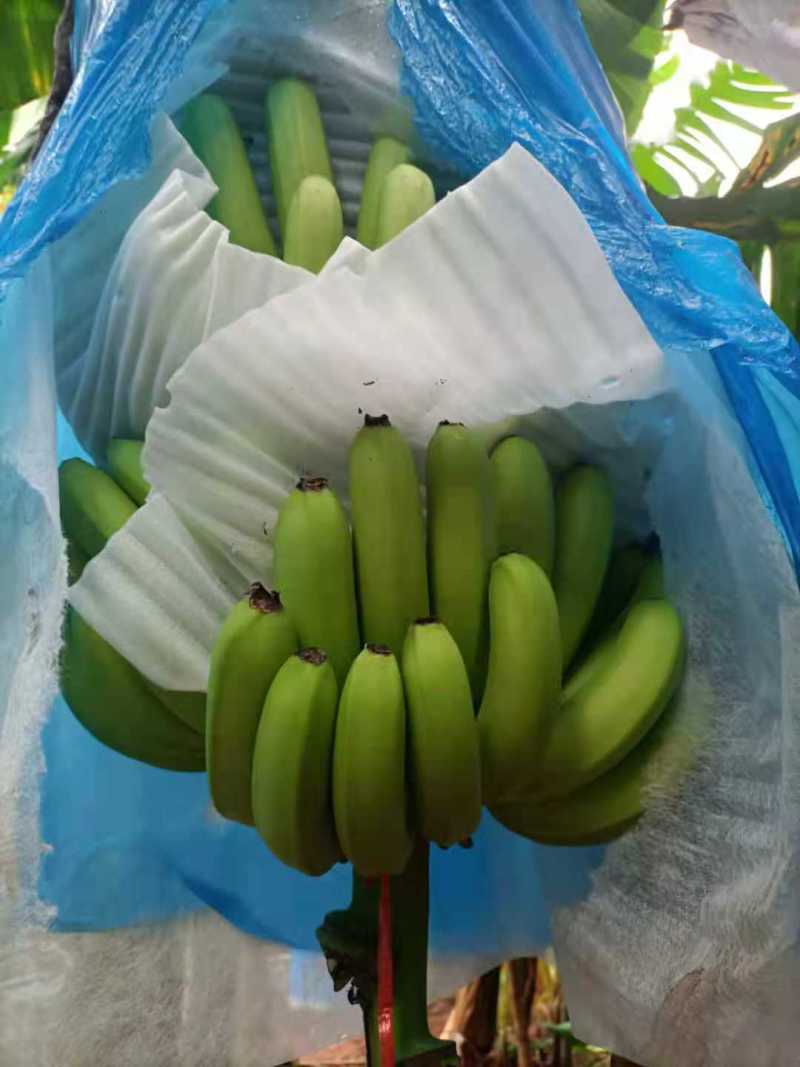 广东省湛江遂溪香蕉巴西香蕉大量有货上市欢迎各位老板