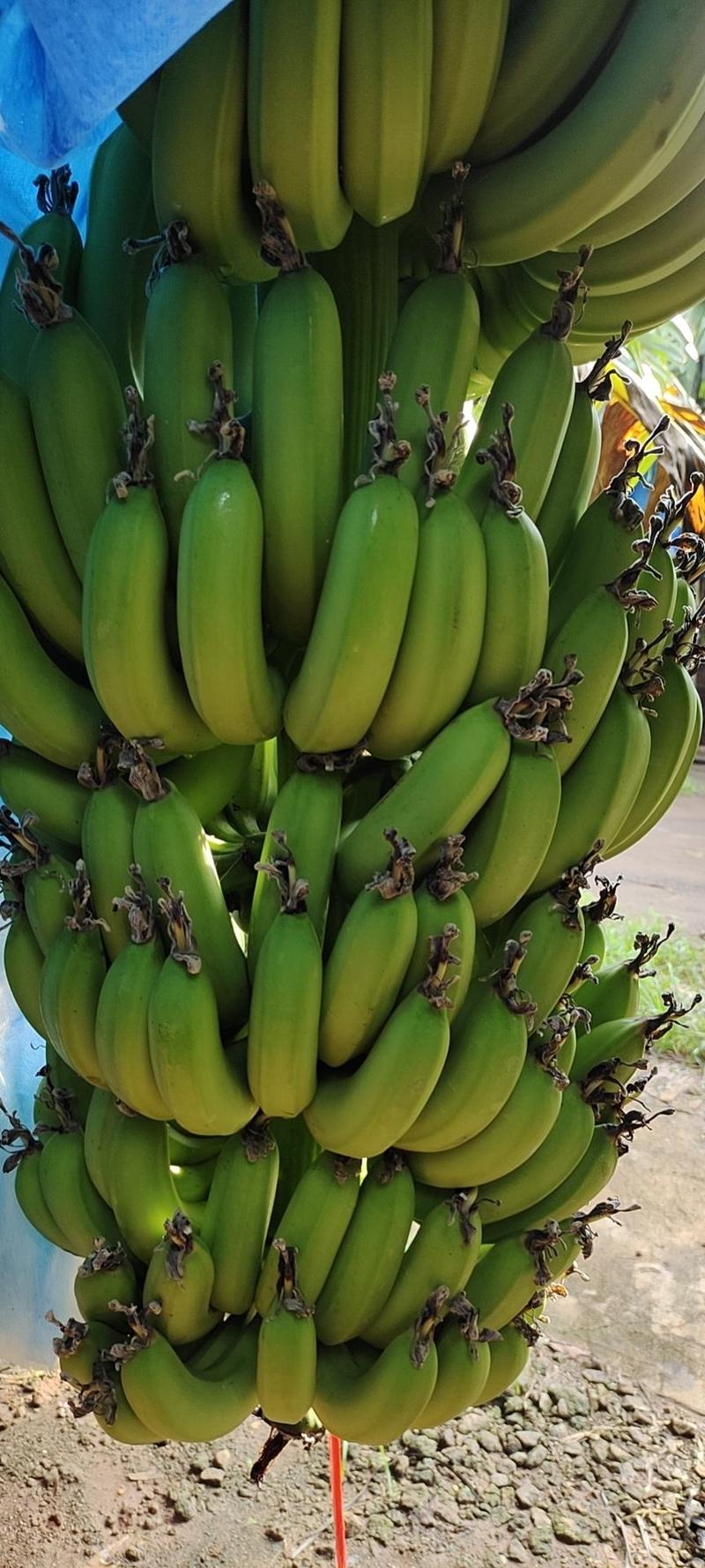 广东省湛江遂溪香蕉巴西香蕉大量有货上市欢迎各位老板