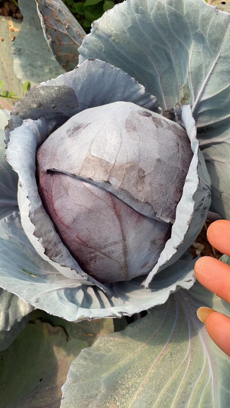 精品紫甘蓝，大棚货，颜色好