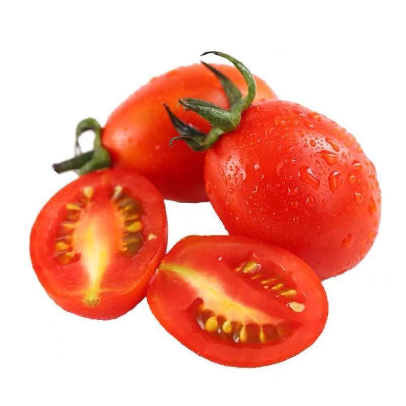 云南千禧圣女果现摘小番茄一件代发价格优惠质量保证
