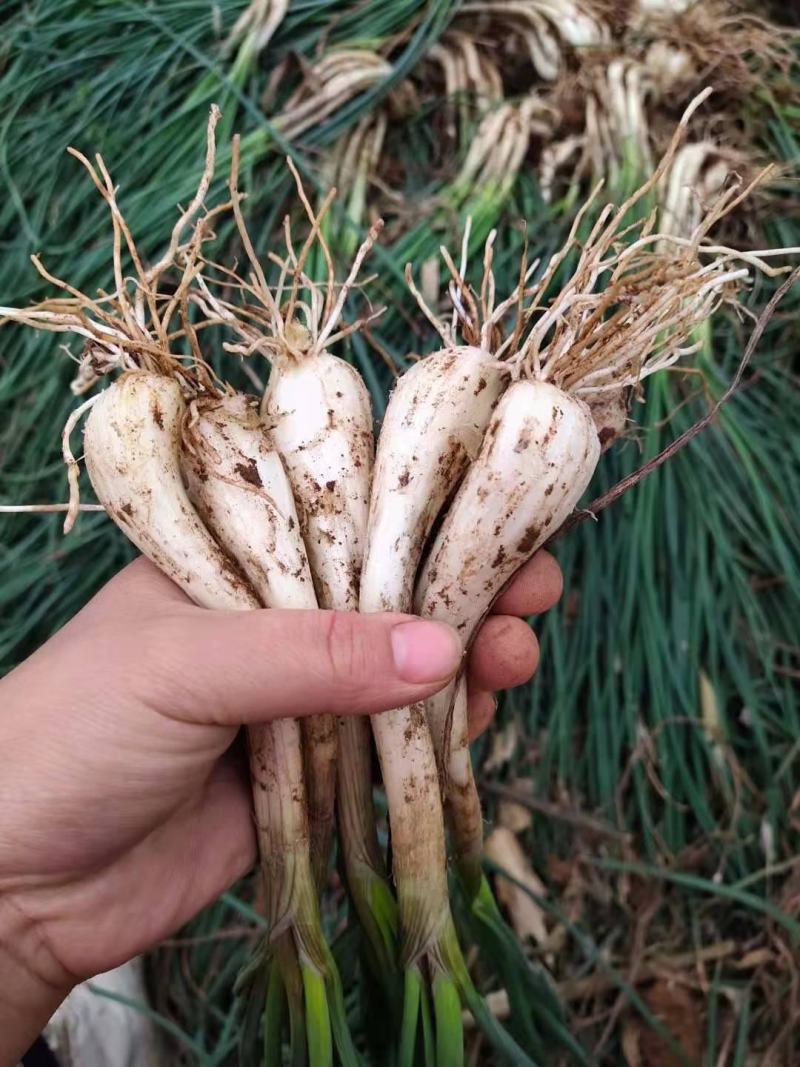 马家绿色蔬菜藠头
