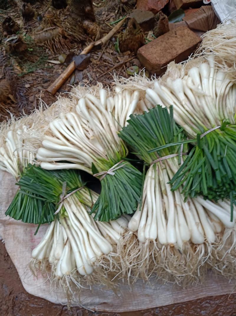 马家绿色蔬菜藠头