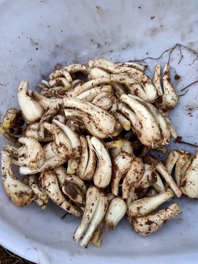 马家绿色蔬菜藠头