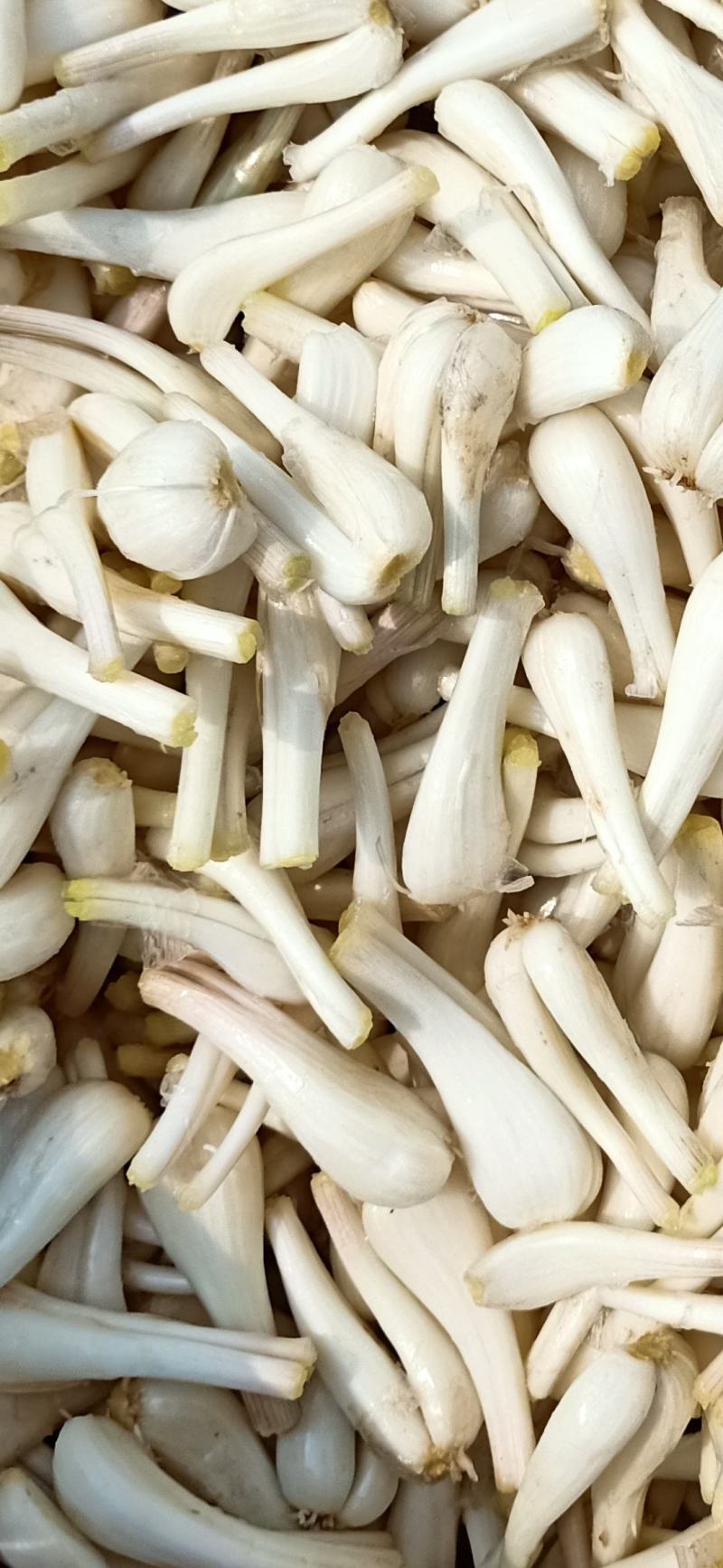 马家绿色蔬菜藠头