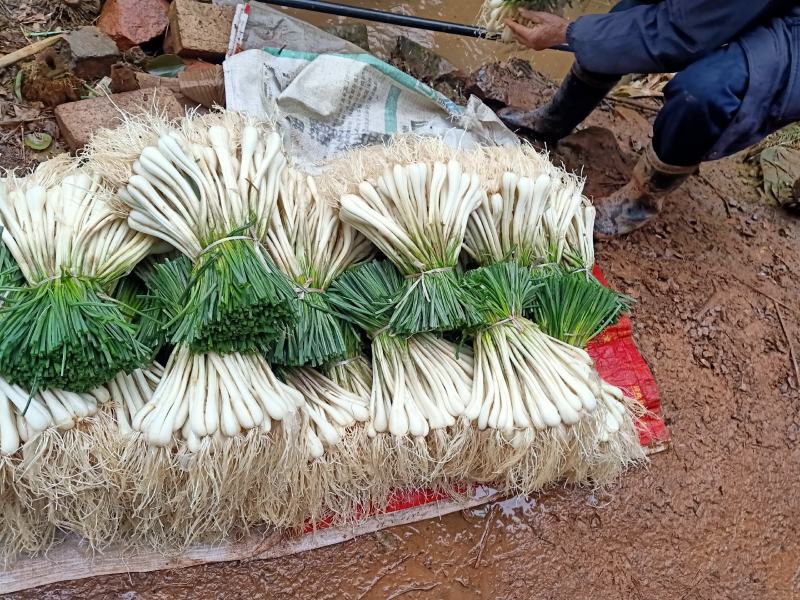 马家绿色蔬菜藠头