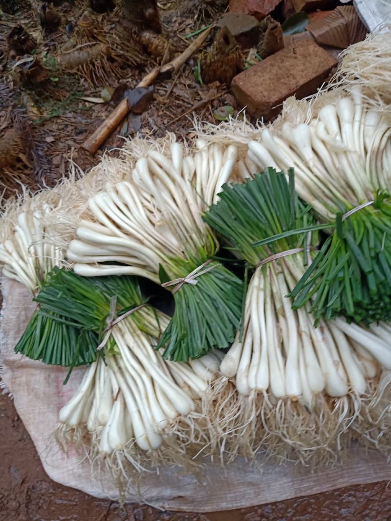 马家绿色蔬菜藠头