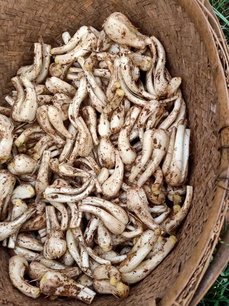 马家绿色蔬菜藠头