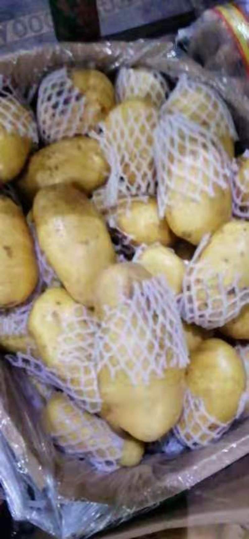 山东土豆产/荷兰十五土豆价格/土豆产地直销，支持全国发货