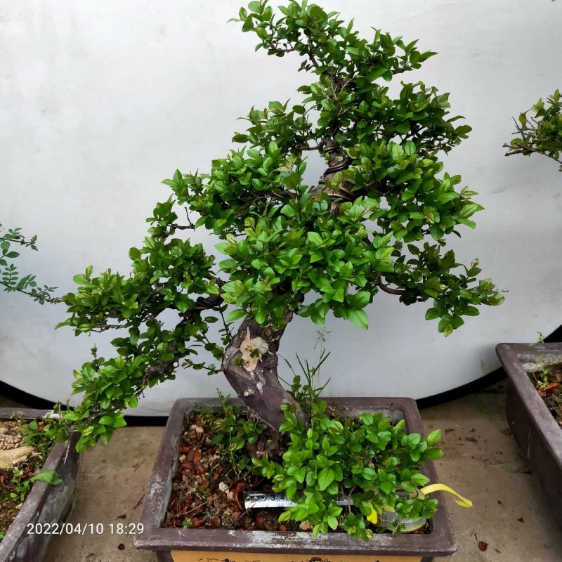 盆景盆花雀梅老桩小叶红牙十贤之一阳台庭院楼顶净化空气