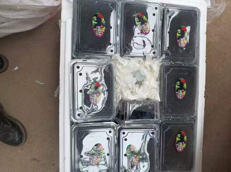 凉山州西昌市早熟大五星枇杷汁多肉厚支持一件代发，欢迎咨询