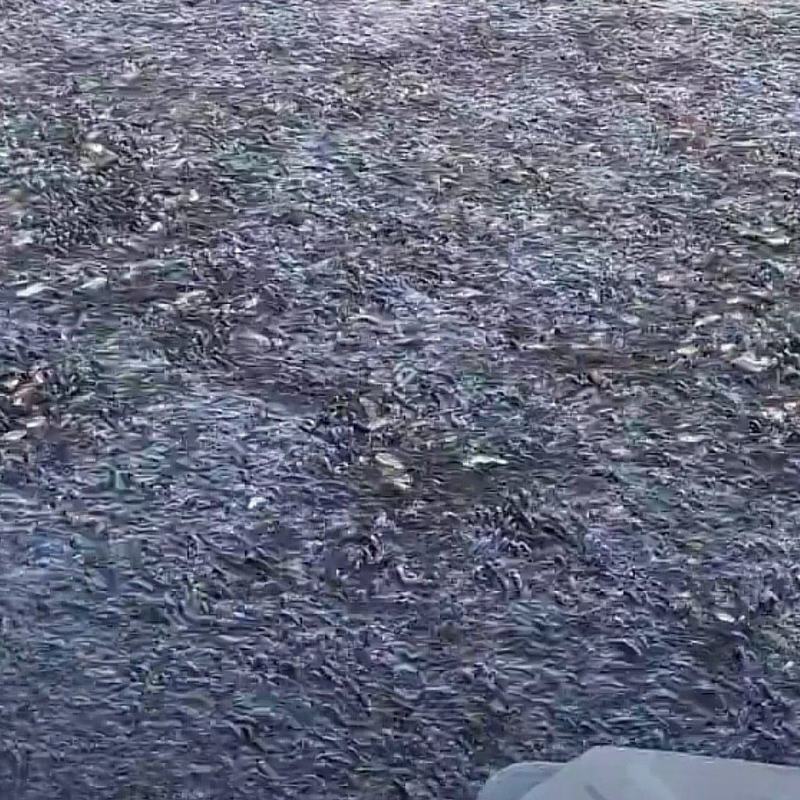 各种规格草鱼苗