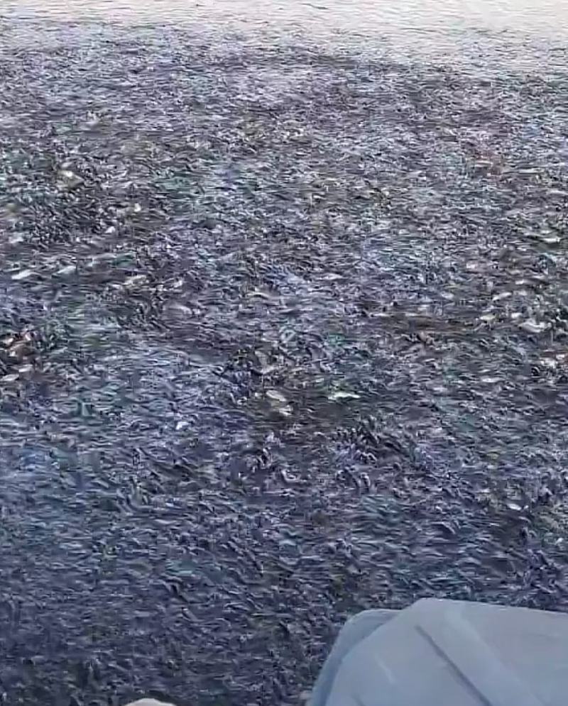 各种规格草鱼苗