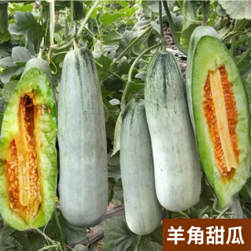 羊角蜜甜瓜、现摘现发电商团购，一件代发！