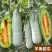 羊角蜜甜瓜、现摘现发电商团购，一件代发！