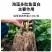 海藻多肽鱼蛋白高效叶面肥一喷绿生根壮苗膨果增产蔬菜果树冲